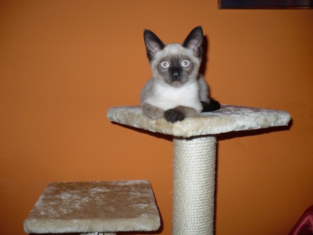 Én vagyok a király ez a trónom :)