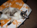 /album/fenykepgaleria/p1020382-jpg/